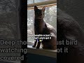 "Just Luna, her thoughts, and the great outdoors 🐾🌤️#LunaTheCat #WindowCat #CatWatching #FelineMood