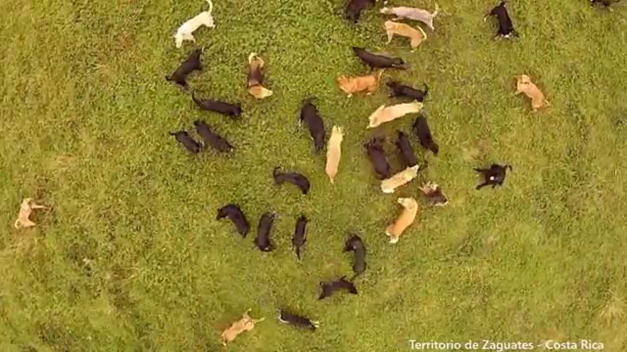 Territorio de Zaguates