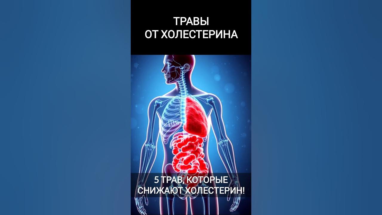 Травы от холестерина #травник - YouTube