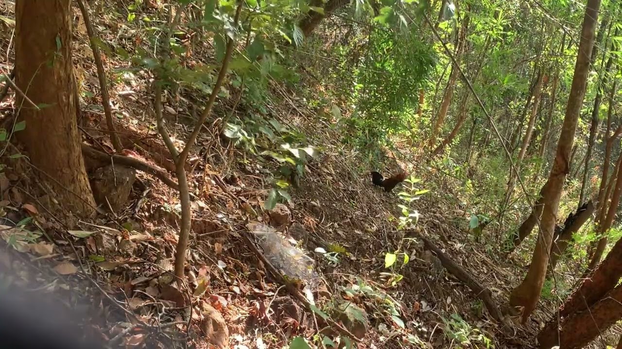 @Mồi tơ lần đầu đụng bổi và cái kết…buồn.!