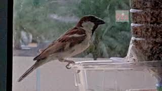 window watching birds