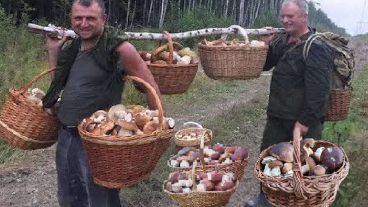 Сбор грибов! ШОК РАЙ! ПОПАДАНИЯ В ЛЕСА. Болетус едулис белый в тонах! Грибы 2023