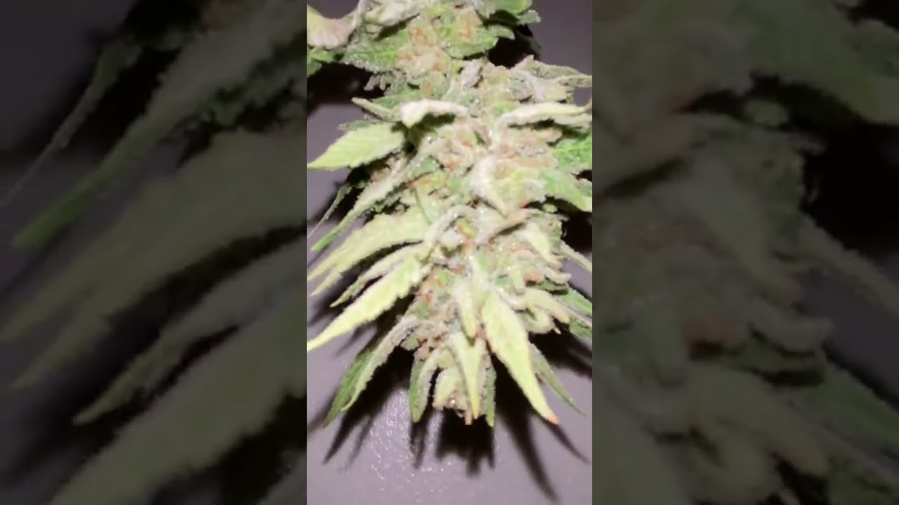 Update on the outdoor grown Purple Kush