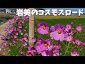 岩美のコスモスロード2020年