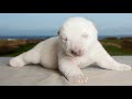 Белый медведь обучающее видео для детей
