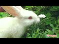 You are the apple of my eye - Rabbit love 🐰❤️/Cuppy cake song / Rabbit loves flowers