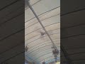 56" Mitsubishi ceiling fan C56-G? | พัดลมเพดาน มิตซูบิชิ 56นิ้ว C56-G? (วัดระฆัง)