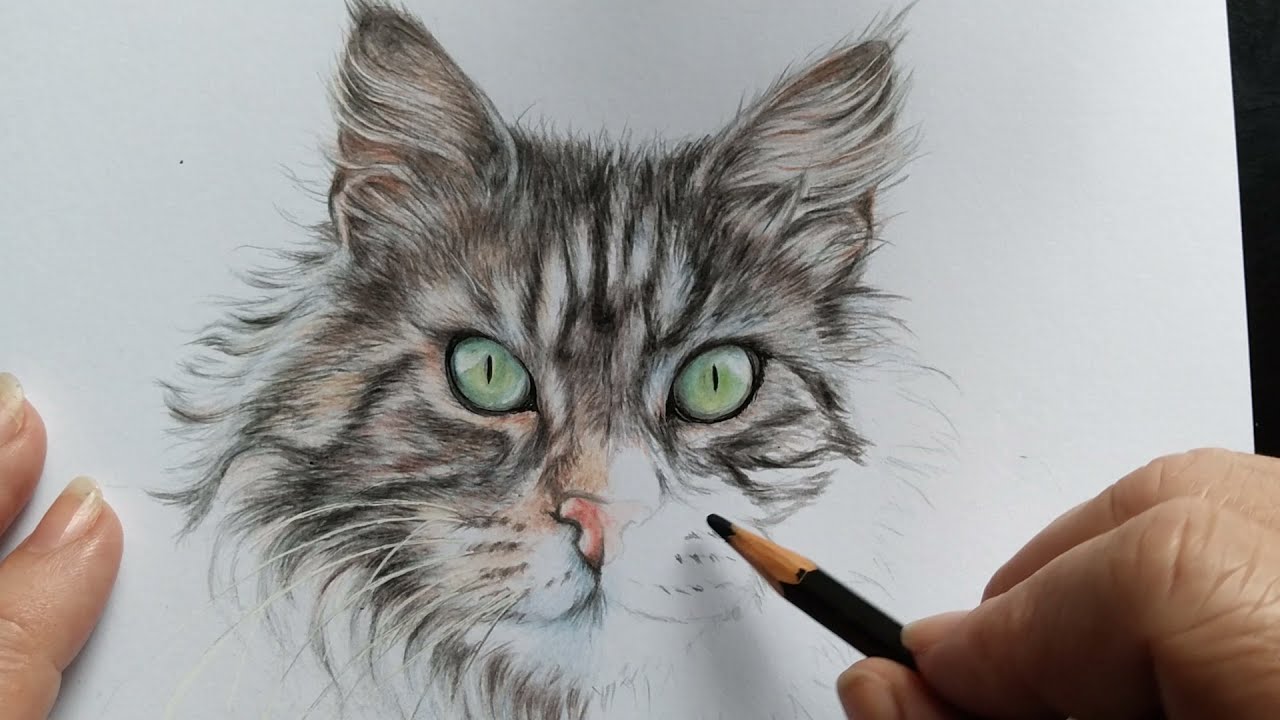 50 ways of how to draw (big) cats  Desenhos de gatos, Desenhos de animais  realistas, Esboços de animais