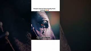 Learn loyalty from animal #shorts#viral#foryoupage#osman edits#edit#shortfeed#viralvideos#
