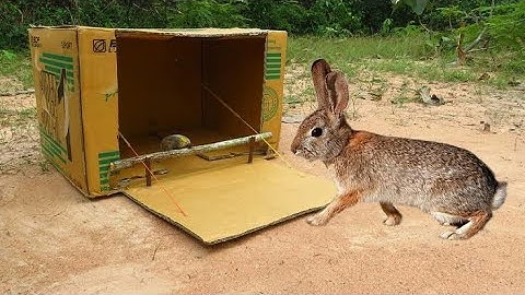 Method Creative DIY wild Rabbit Trap Using From Paper Box Work Rabbit Catch