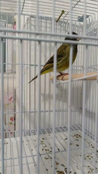 black hooded siskin x greenfinch #newmusic #music #singersongwriter #cover #pigeon