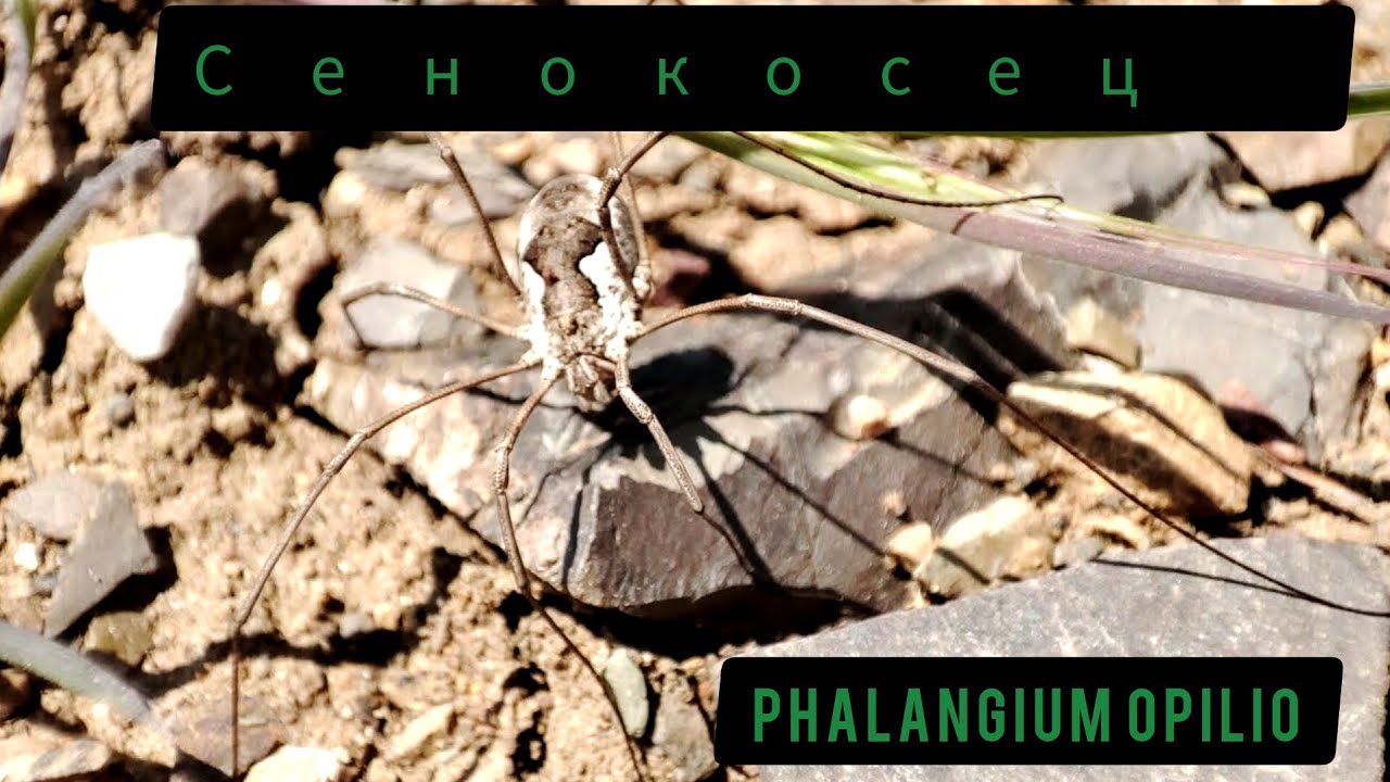 Сенокосец обыкновенный(Phalangium opilio)