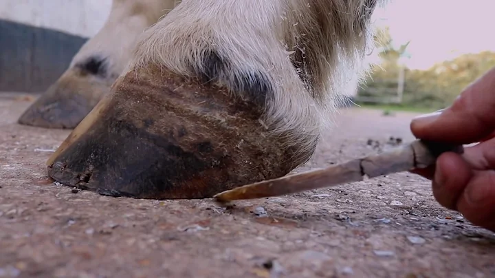 Horseshoeing for Navicular Disease