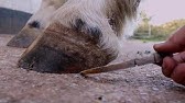 Coffin Bone Fracture on a Horse & How to Help Heal it Naturally - YouTube