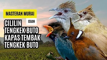 Masteran Murai Isian Kapas Tembak, Cililin, Cucak Jenggot, Tengkek Buto