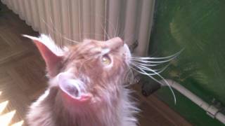Maine Coon Hunting a Fly by Epic the Cat 14,430 views 13 years ago 1 minute, 10 seconds