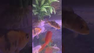 Gold fish care #fish #viral #viralvideo #aquarium #fishtank #viralshorts