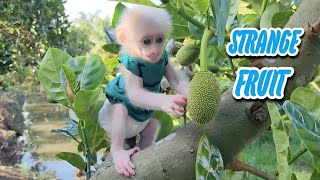 Baby monkey SUGAR has wonderful picnic with family