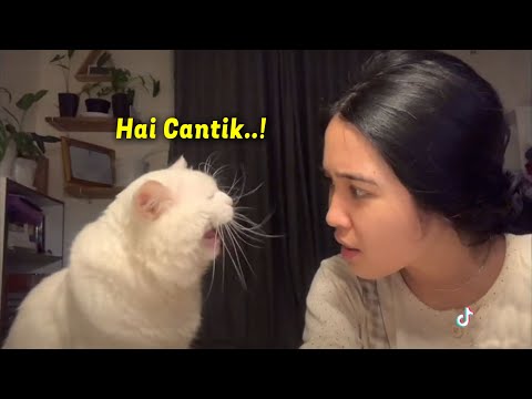 MOMEN KETIKA KUCING MERAYU GADIS CANTIK SUARANYA MANJA BANGET ~ Kucing Lucu Bikin Ngakak