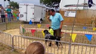 Monkey Races at the Banana Derby