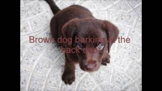 Young Dubliners - Brown Dog (Lyrics)