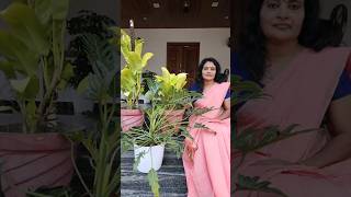 ഫിലഡെൻഡ്രൺ (philodendron): Lemon lime & xanadu ചെടികളുടെ പരിചരണരീതികൾ. #plantcare #gardening #indoor