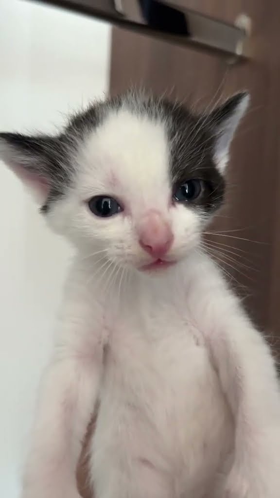 Je cherche nom pour bébé chaton