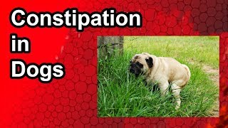 Constipation in Dogs : Causes, Symptoms, Treatment
