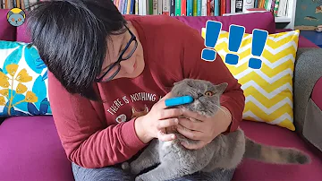Come capire se il gatto ha cambiato i denti?