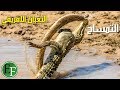 مصارعة الحيوانات الحرة في الغابات المتوحشة ، لقطات ستحبس انفاسك