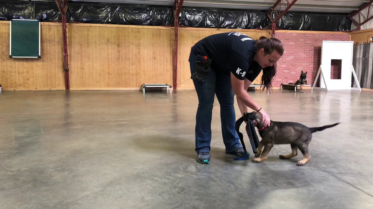 video phone beyonce mp3 Wild Child 