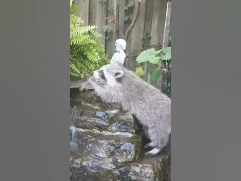 Helpful raccoon just trying to stop a leak - YouTube