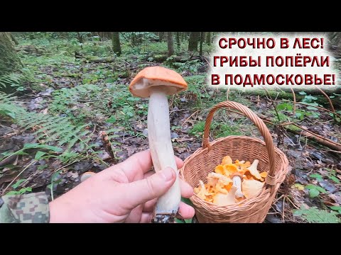 ❗СБОР ГРИБОВ в ПОДМОСКОВЬЕ👉ЛИСИЧКИ ГИГАНТЫ и ПОДОСИНОВИКИ. Грибы 2023