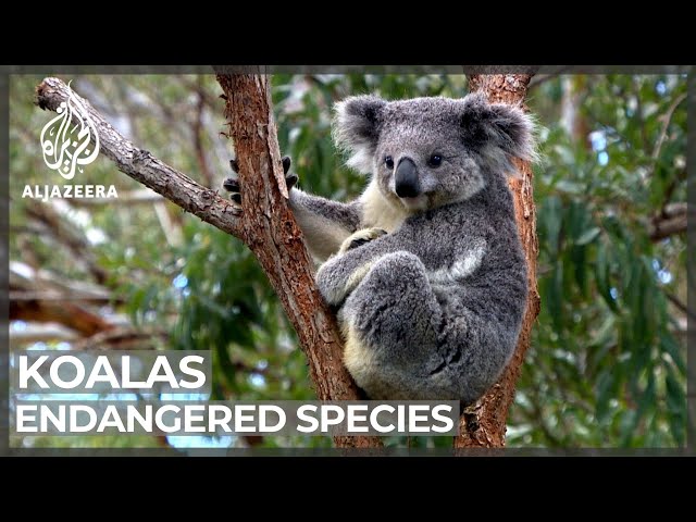 Australia Has Declared Koalas An Endangered Species