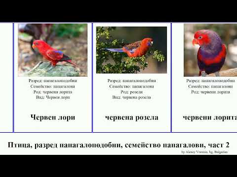 Птица, разред папагалоподобни, семейство папагалови, част 2 папагали ара лори амазона аратинга