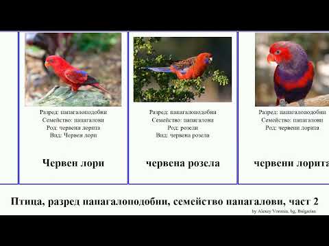 Видео: Какво е украсеното отшелничество?