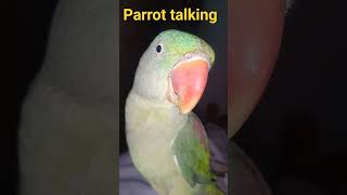 Parrot tallking mithoo puttr