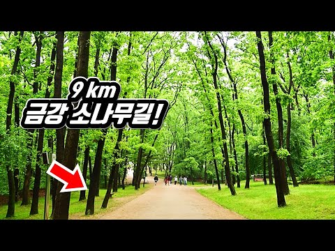 🚈 전철 타고 가는 도심 속 9km '금강 소나무길' 트레킹 코스! | 👣걷기 좋은 길 | 📸 대중교통 당일치기 여행 | KOREA forest trekking