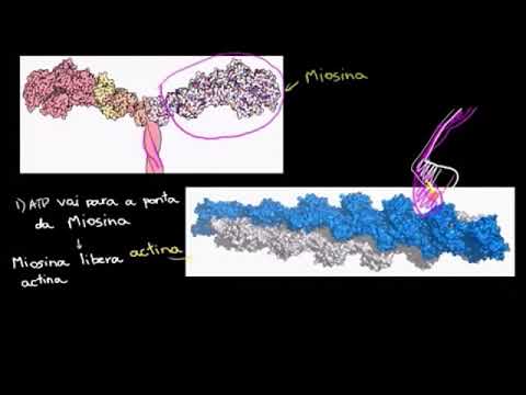 Vídeo: O que é aretha miosina?