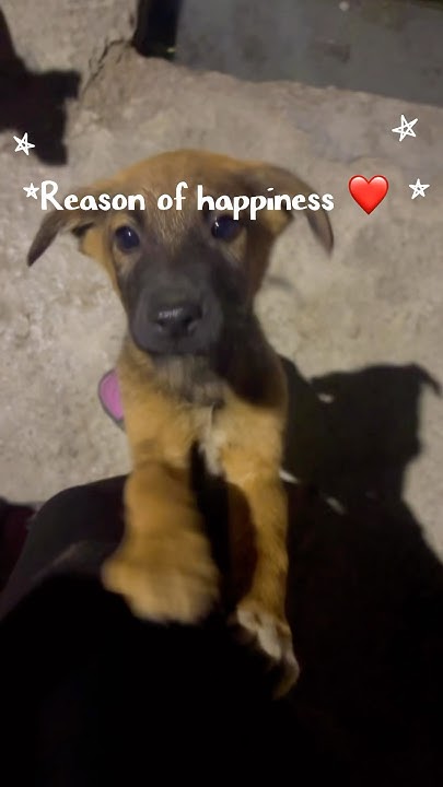 They Are The Reason Of My Happiness youtube doglover youtubefeed they-are-the-reason-of-my-happiness-youtube-doglover-youtubefeed