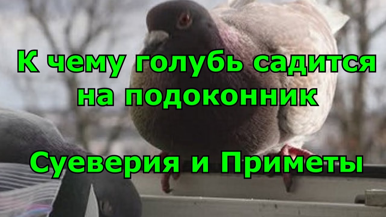 Что означает голубь в окне. Голубь сел на подоконник примета. К чему голубь садится на подоконник примета. Приметы про голубей. Голубь сел.