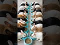 Rabbit Sounds 🐇 Little bunny eating food is so cute #bunny