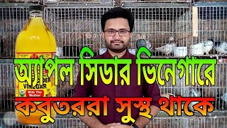 অ্যাপল সিডার ভিনেগারে কবুতররা সুস্থ থাকে। Apple Cider Vinegar pigeons are healthy. प्राकृतिक दवाएं অ্যাপল সিডার ভিনেগারে কবুতররা সুস্থ থাকে। Apple Cider Vinegar pigeons are healthy. प्राकृतिक दवाएं