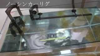 フローティング フリックシェイク Floating Flick 4 8 ダウンショット ノーシンカーの水中アクション Youtube フローティング フリックシェイク Floating Flick 4 8 ダウンショット ノーシンカーの水中アクション Youtube