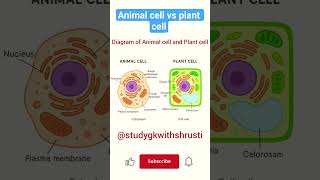 Plant Cell Vs Animal Cell Easy Science Diagram