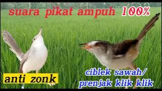 suara pikat ciblek sawah dijamin ampuh