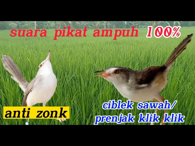 suara pikat ciblek sawah dijamin ampuh class=