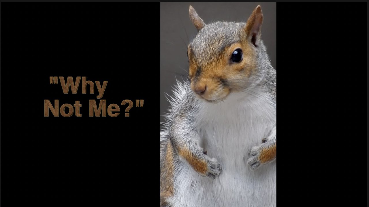 Why not me? Conversation & visit with a squirrel! Original audio & "imaginary dialogue.