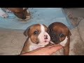 36me vido maman et ses chiots staffordshire bull terrier dit staffie de la 55me porte de staffor