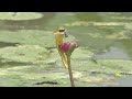 The ill-fated relationship between frog and dragonfly. ep3